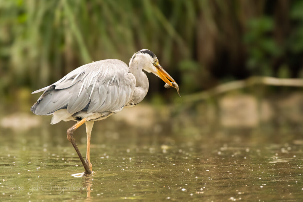 Vogelfotografie - Graureiher mit Beute. Graureiher sind normalerweise sehr scheu.