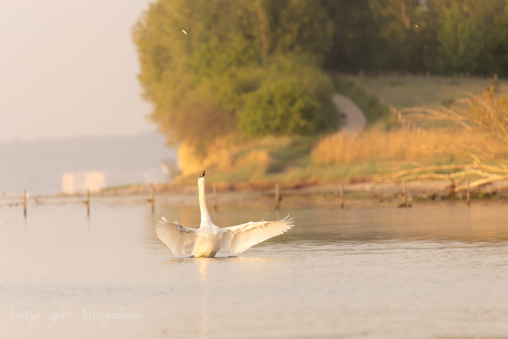 Vogelfotografie - Der Dirigent, ein Höckerschwan beim morgentlichen Aufwärmen.