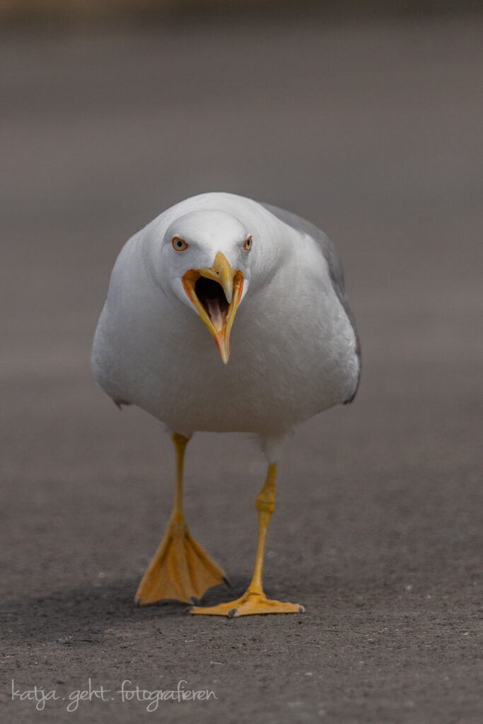 Vogelfotografie - da könnte man ja Angst bekommen, und nicht nur bei dem aufgerissenen Schnabel, sondern auch wegen der Lautstärke.
