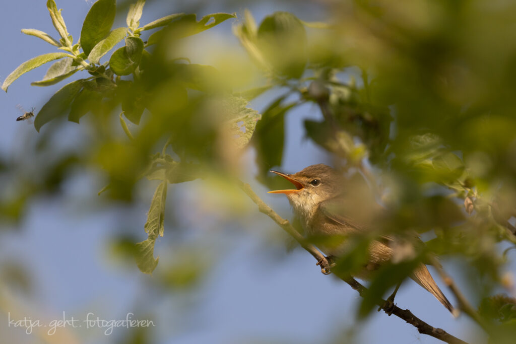 Vogelfotografie - Teichrohrsänger mal auf einem Baum, gut versteckt hat er sich.