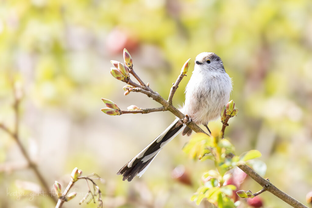 Vogelfotografie - es war das erste zarte Grün in diesem Jahr, und Mitten drin die Schwanzmeise.