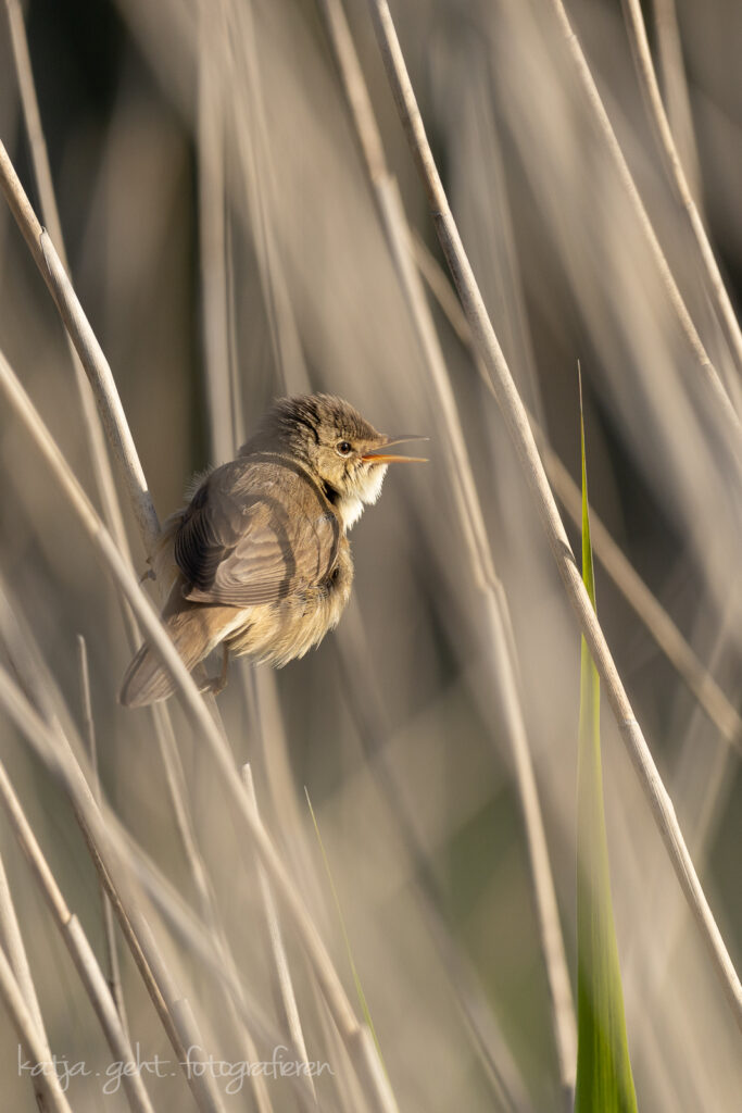 Vogelfotografie - Teichrohrsänger trällert ein Liedchen in typischer Umgebung.