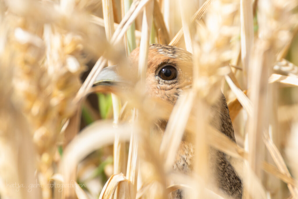 Vogelfotografie - Ein Rebhuhn in einem reifen Weizenfeld, eine bessere Tarunung kann man nicht haben.