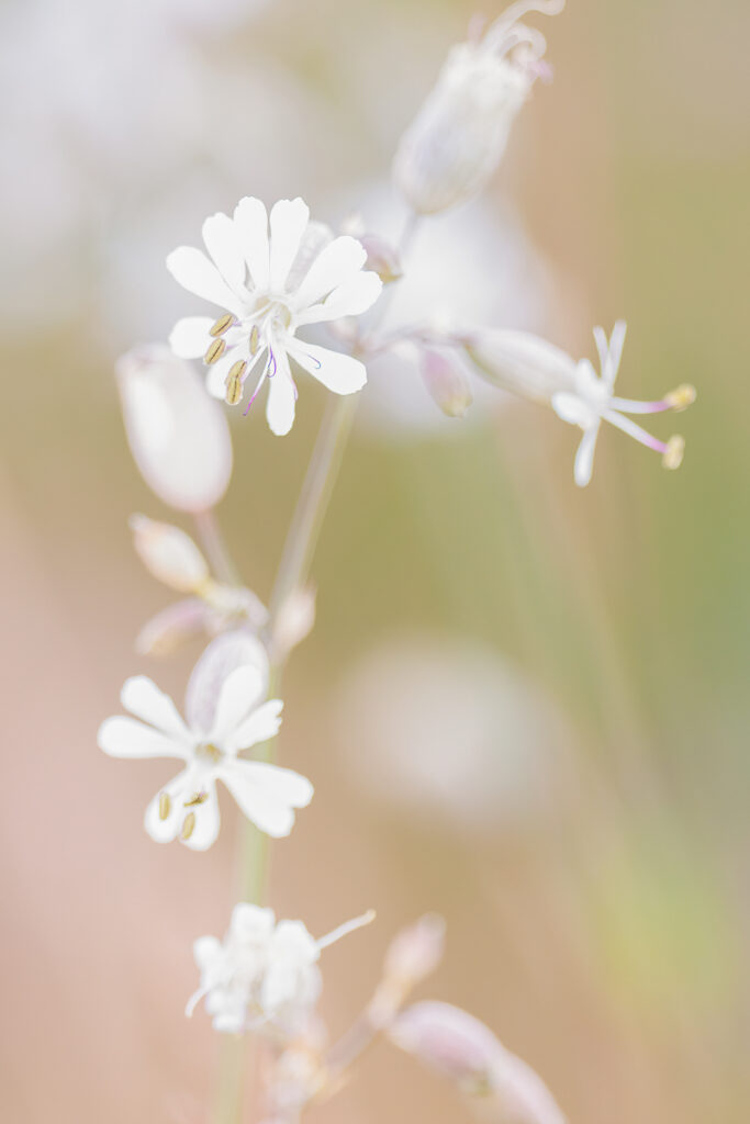 Weiße Blumen, fast Ton in Ton mit unscharfem Hintergrund