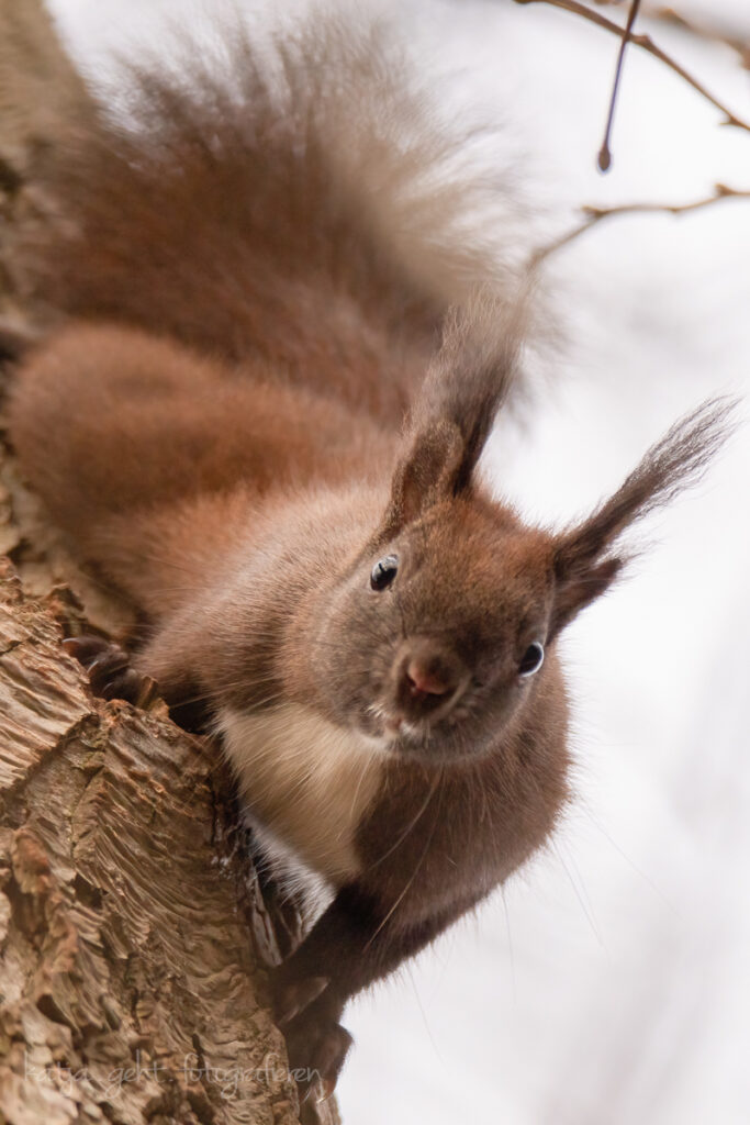 Wildlifefotografie - Das Eichhörnchen kam keckernd den Baum runter: "Hast Du Nüsse?"