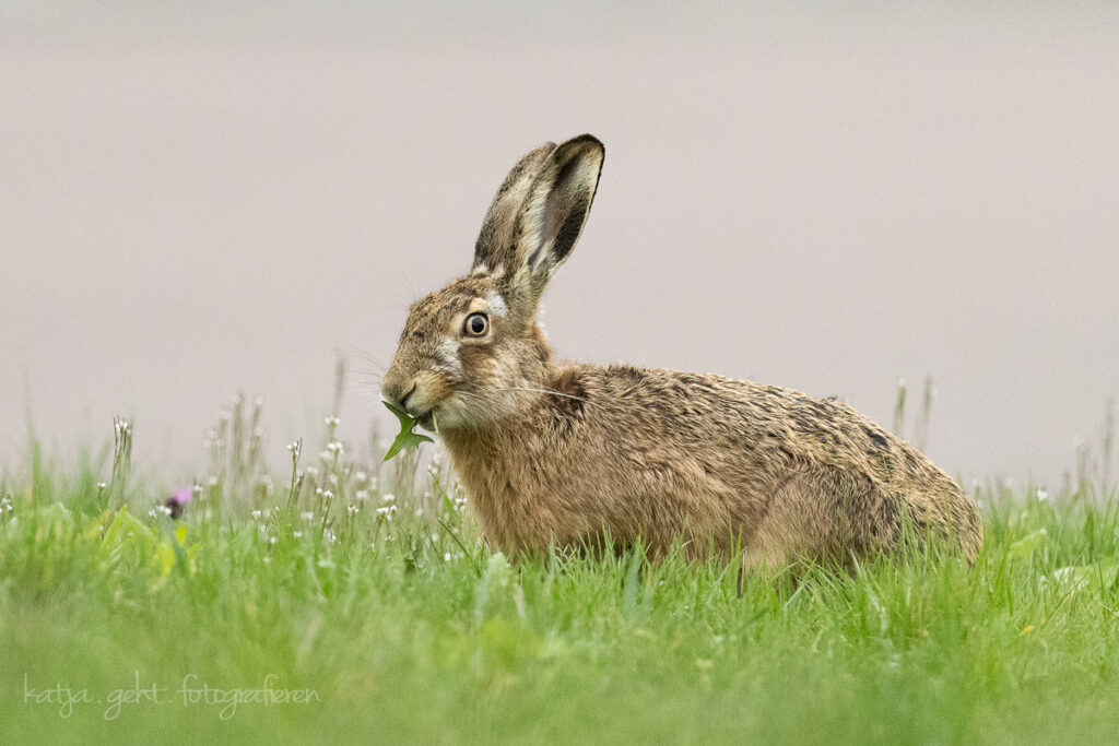 Wildlifefotografie - Der Feldhase fühlt sich wohl irgendwie ertappt, aber er lässt sich das Frühstück nicht verderben.
