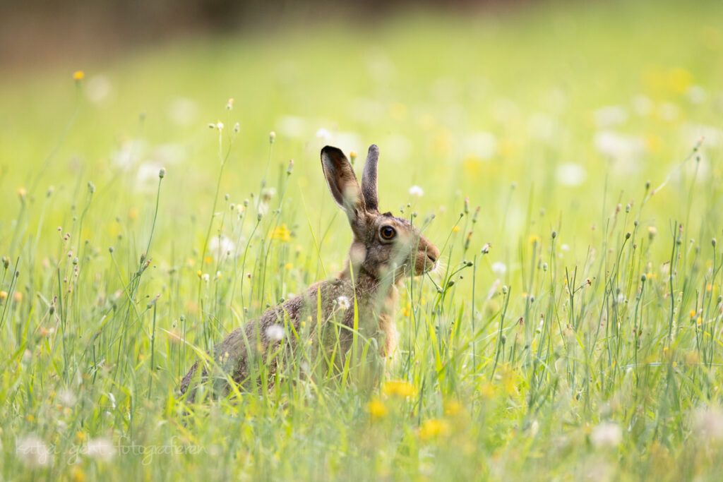 Wildlifefotografie - Beim warten auf Rehe, durfte ich diesen Feldhasen eine Weile beobachten