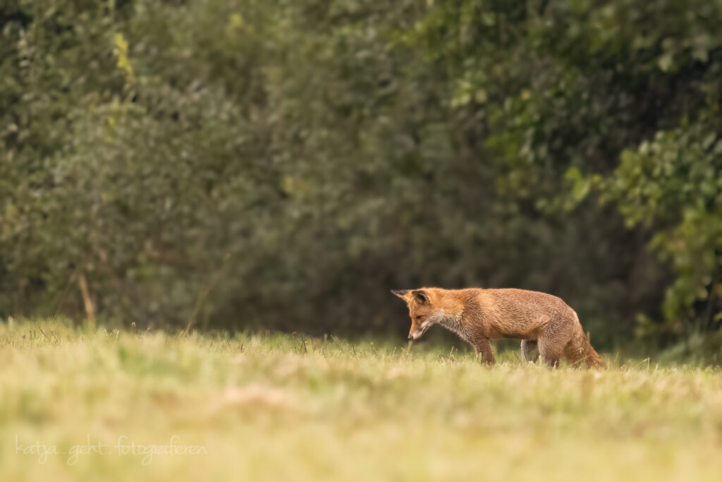 Wildlifefotografie - Ein Fuchs am frühen morgen, er ist ganz nass, und lauscht aufmerksam der Wiese, wo ist das Mäusschen?