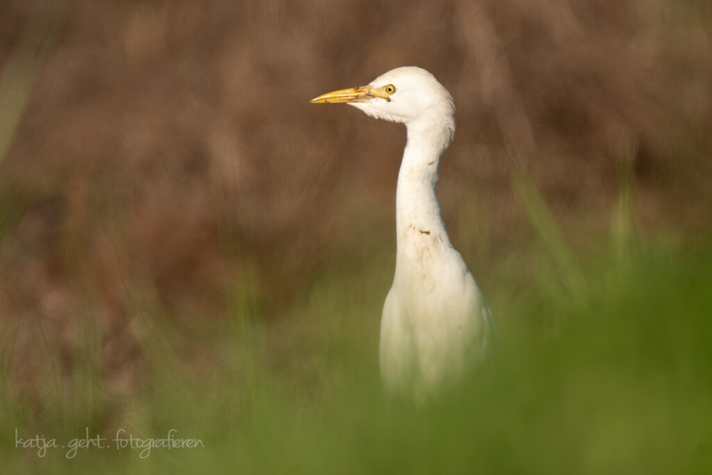 Wildlifefotografie - diesen Kuhreiher hab ich auf einem Rasthof in Italien aufgenommen, die Tiere wissen sich schon zu helfen um einfach an Futter zu kommen.