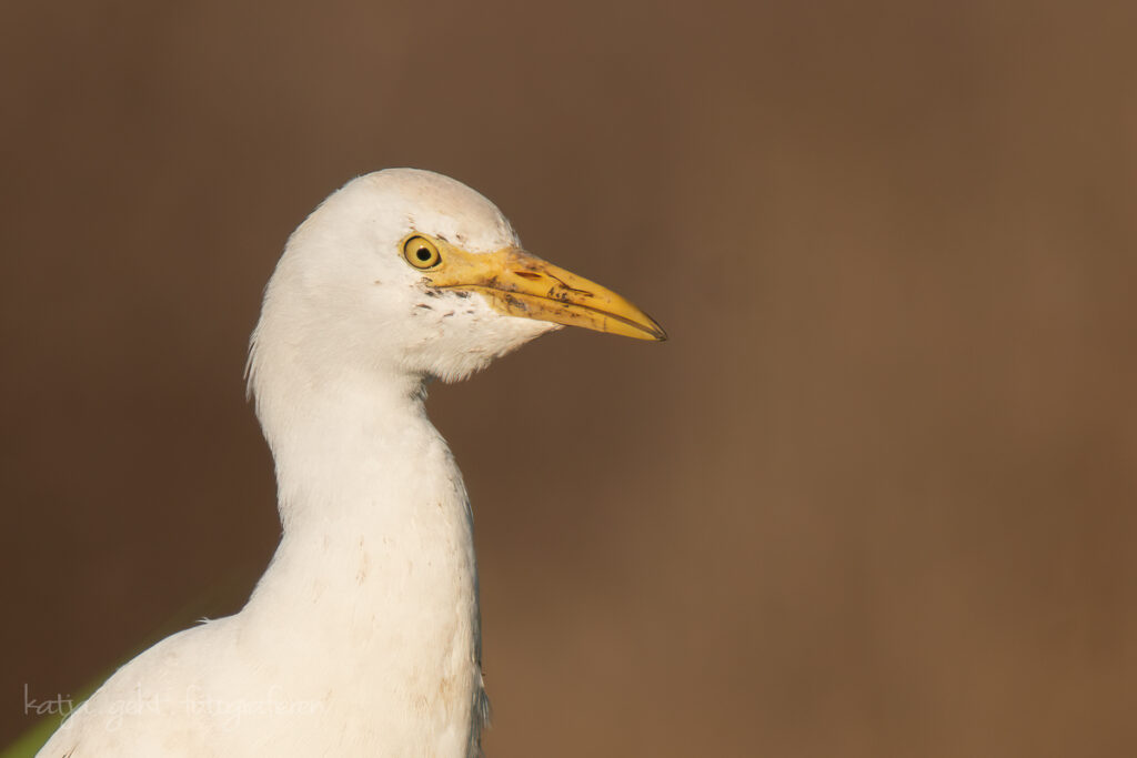 Wildlifefotografie - diesen Kuhreiher hab ich auf einem Rasthof in Italien aufgenommen, die Tiere wissen sich schon zu helfen um einfach an Futter zu kommen.