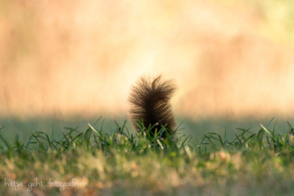 Wildlifefotografie - das Eichhörnchen wollte sich nicht ganz zeigen, ich musste mich mit seinem Puschel zufrieden geben, dafür hat das Bild schöne Farben.