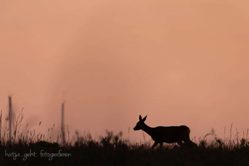 Wildlifefotografie - Silhouette eines Rehs am frühen morgen mit rötlichem Himmel.