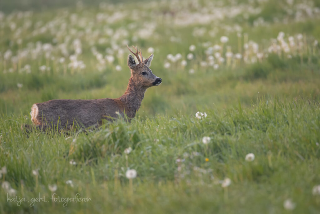 Wildlifefotografie - Rehbock auf einer Wiese, mich hat er nicht gesehen, aber jemand anders... es blieb nur Zeit für dieses eine Bild.