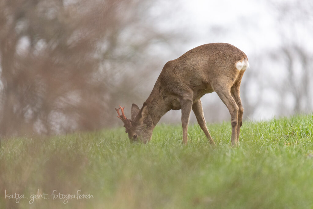 Wildlifefotografie - Rehbock, sein Geweih ist noch teils mit der Basthaut umgeben.