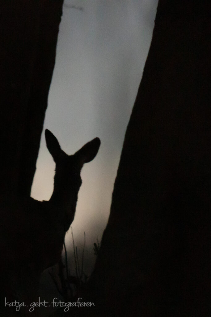 Wildlifefotografie - Silhouette eines Rehs, am frühen morgen.