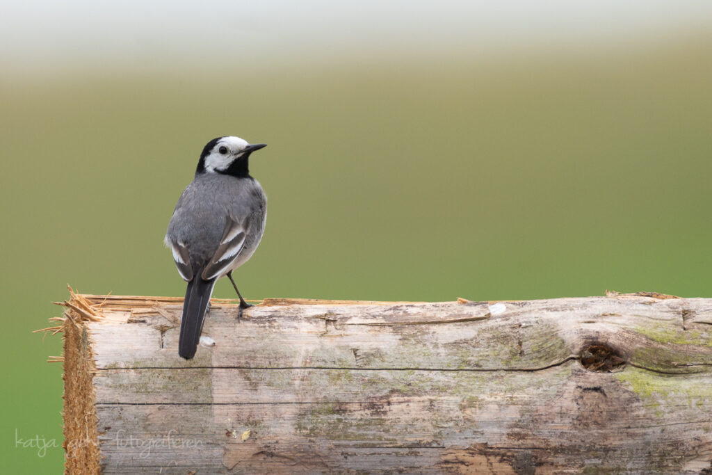 Voelfotografie - Bachstelze sitzt auf Holzstapel und schaut in die Kamera