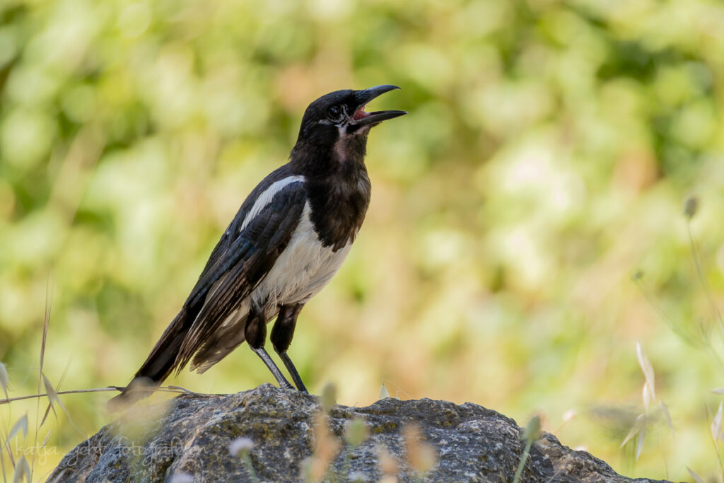 Vogelfotografie - Eine Elster der warm ist. In Südfrankreich aufgenommen auf einem Parkplatz.