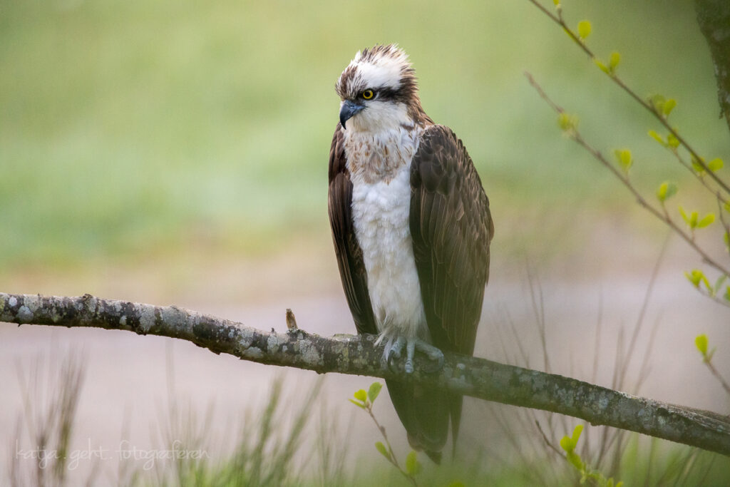 Vogelfotografie - ein Fischadler sitzt über einem Fluß auf einem Ast. Das Rauschen des Flußes hört man nicht. Ob er was fängt?