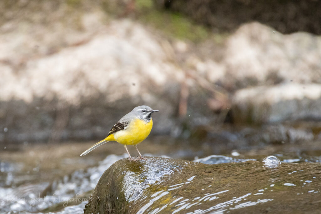 Vogelfotografie - eine Gebirgsstelze sitzt auf einem Stein im Fluß. Um sie herum sieht man unscharf ihre Nahrung, die Fliegen.