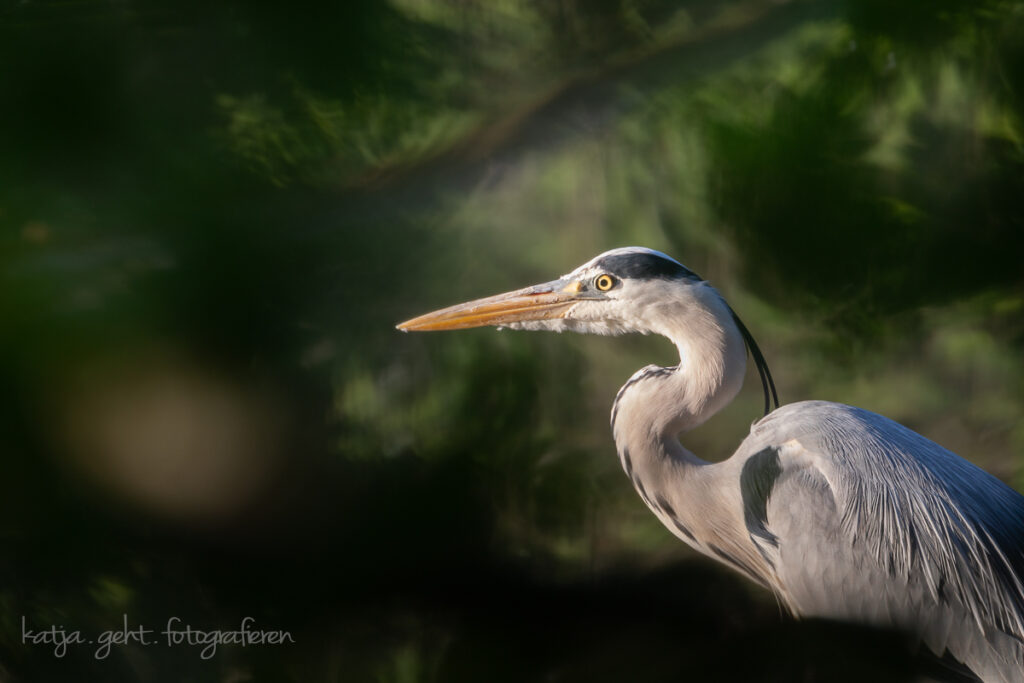 Vogelfotografie - Graureiher von der morgentlichen Sonne angestrahlt.