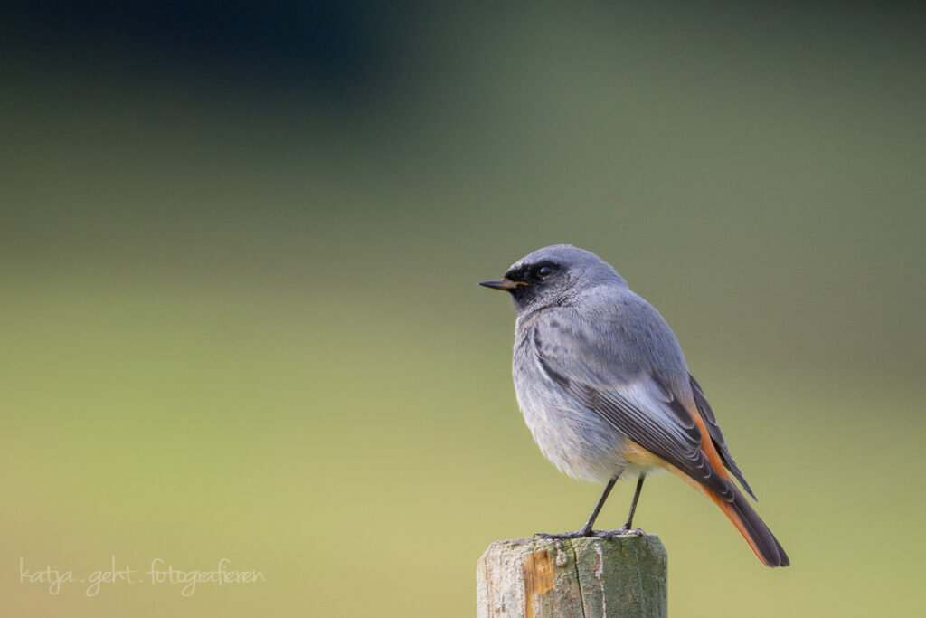 Vogelfotografie - Ein Hausrotschwanz sitzt auf einem Pfosten.