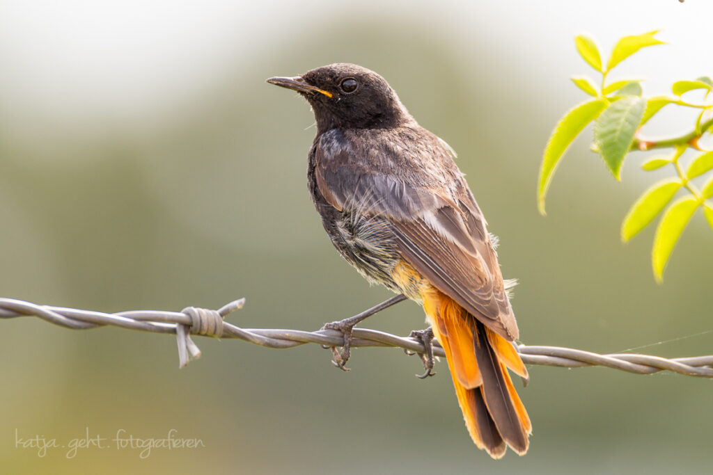 Vogelfotografie - ein Hausrotschwanzmännchen sitzt auf einem Zaun.
