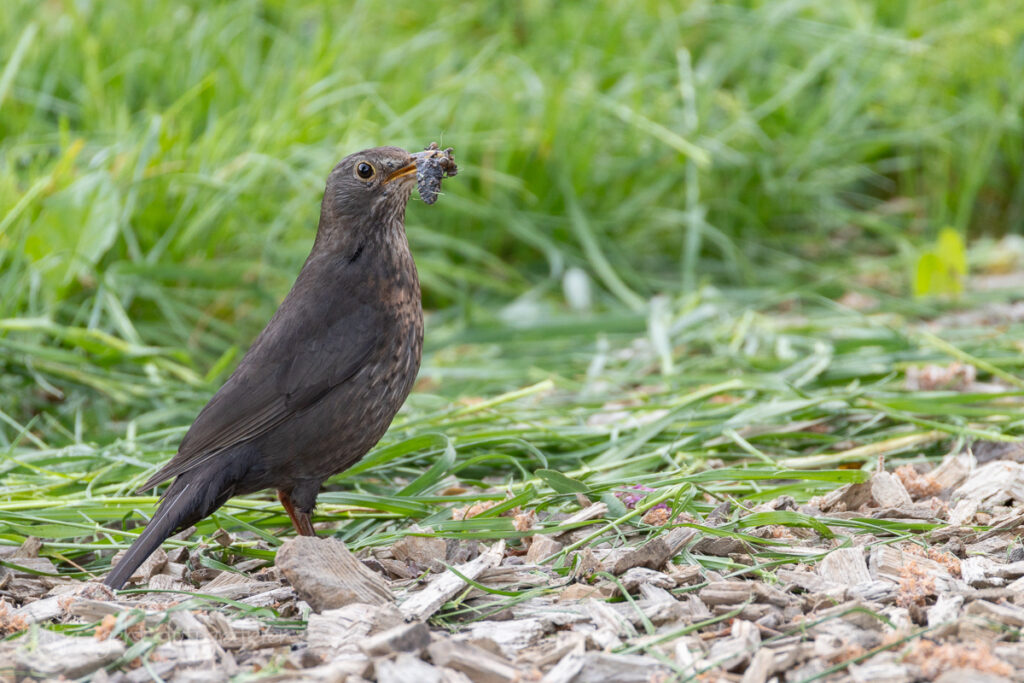 Vogelfotografie - eine junge Amsel zeigt mir Stolz ihre Ausbeute aus der frisch gemähten Wiese