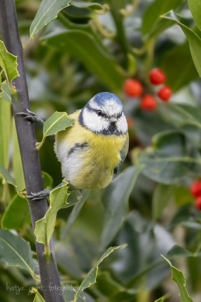 Vogelfotografie - Blaumeise hängt seitlich an einem Ast.