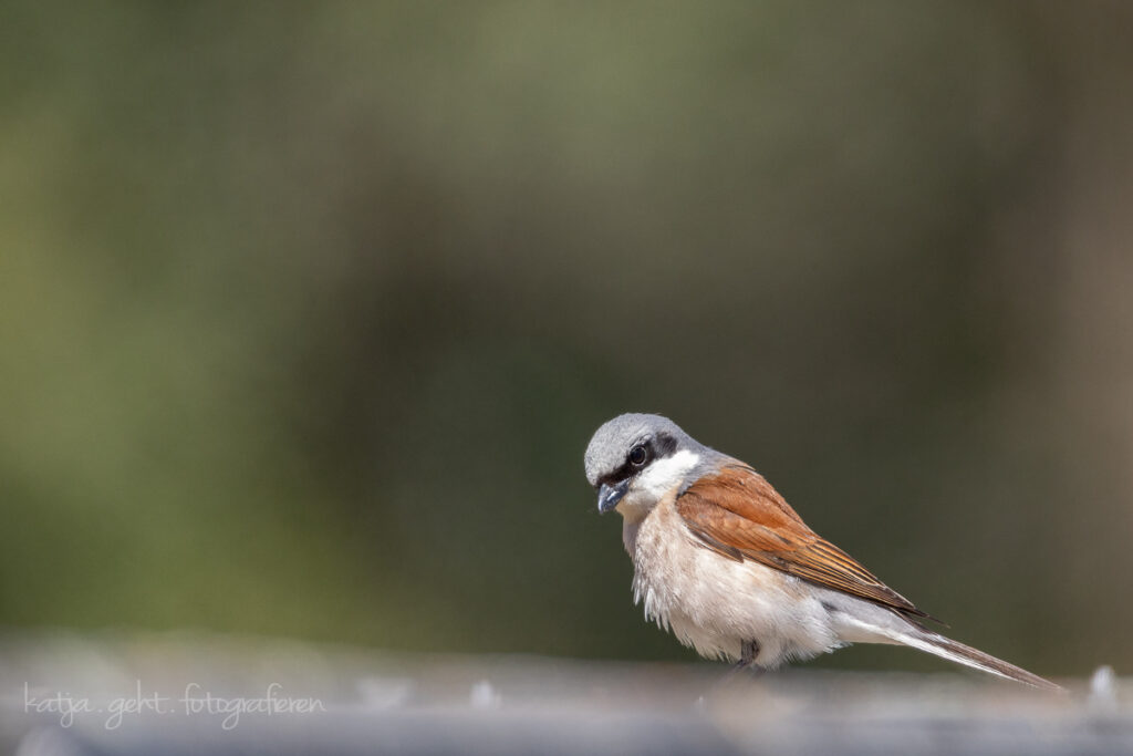 Vogelfotografie - Herr Zorro sitzt auf einer Mauer. Seine Warte zur Jagd. Neuntöter.