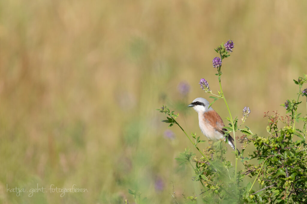 Vogelfotografie - der Neuntöter sitzt auf Blumen mitten in der Wiese und lauert auf Beute.