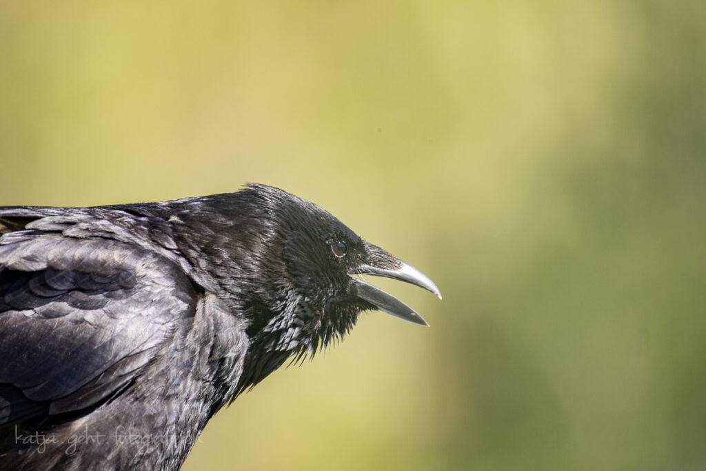 Vogelfotografie - Ein Portrait einer Rabenkrähe, sie hat den Schnabel offen zum Ruf.