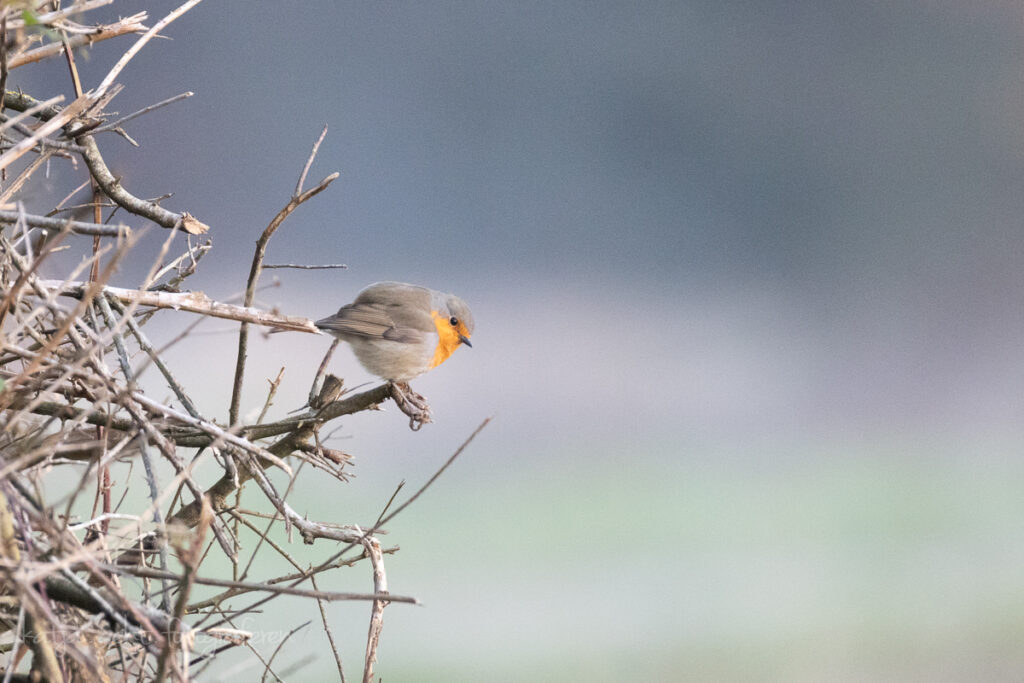 Vogelfotografie - ein aufgeplustertes Rotkehlchen sitzt an einem Gebüsch ohne Blätter. Es ist Winter und Kalt.