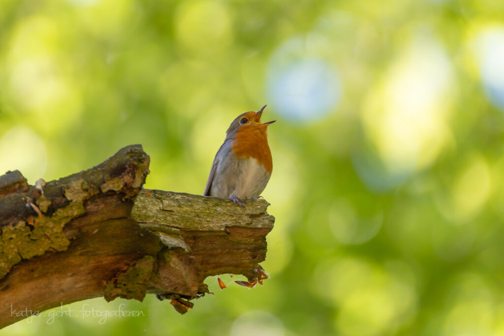 Vogelfotografie - Rotkehlchen sitzt auf einem abgebrochenen Ast und trällert ein Liedchen.