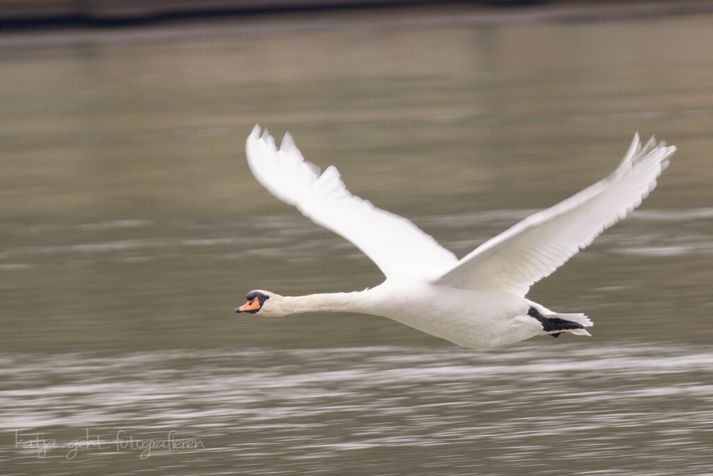 Vogelfotografie - Schwan fliegt über Fluß, man sieht an den Flügeln die Bewegung.