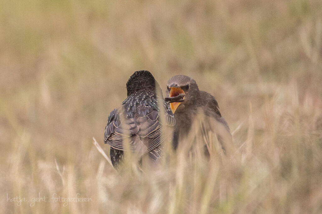 Vogelfotografie - ein Starkükchen wird gerade von einem Elternteil gefüttert, es hat den Schnabel weit aufgerissen.