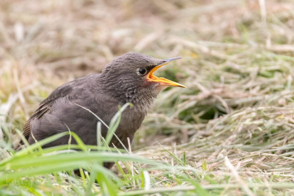 Vogelfotografie - ein Starküken mit aufgerissenem Schnabel bettelt bei den Eltern um Futter.