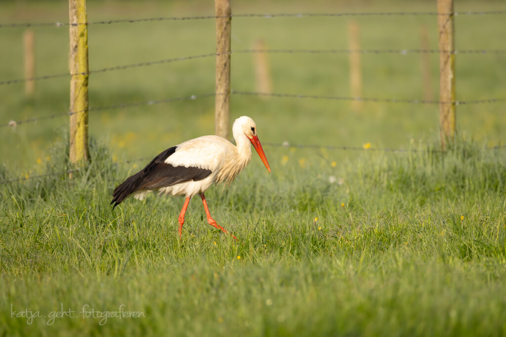 Vogelfotografie - Der Storch auf einer Kuhwiese beim Frühstücken.