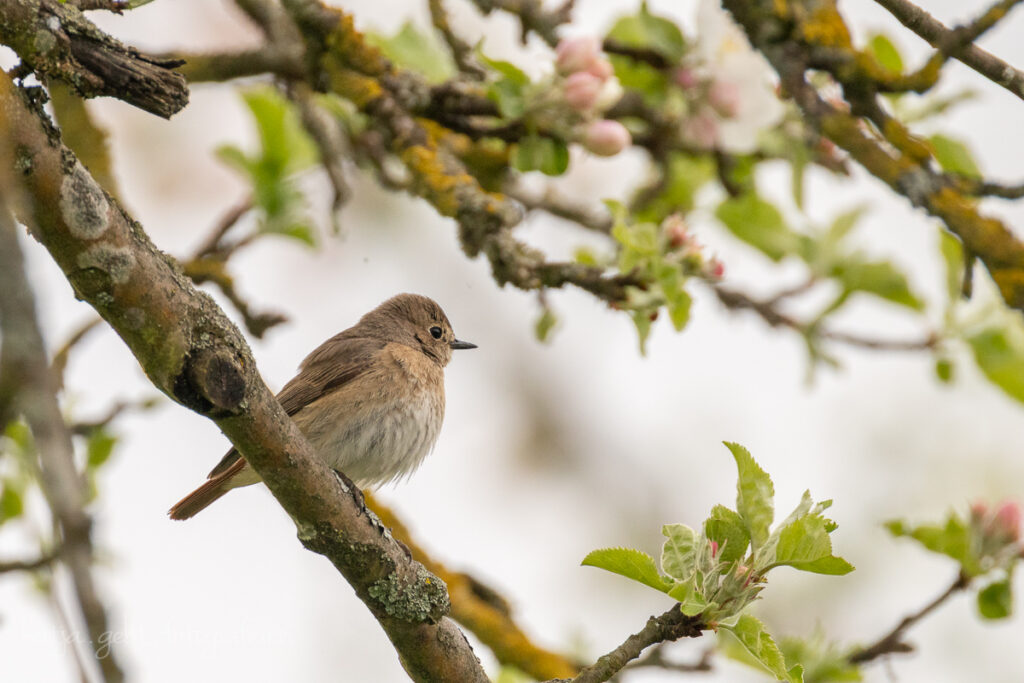 Vogelfotografie - Ein kleines Vöglein sitzt in einem Apfelbaum, man erkennt im Hintergrund die Blüten der Äpfel.
