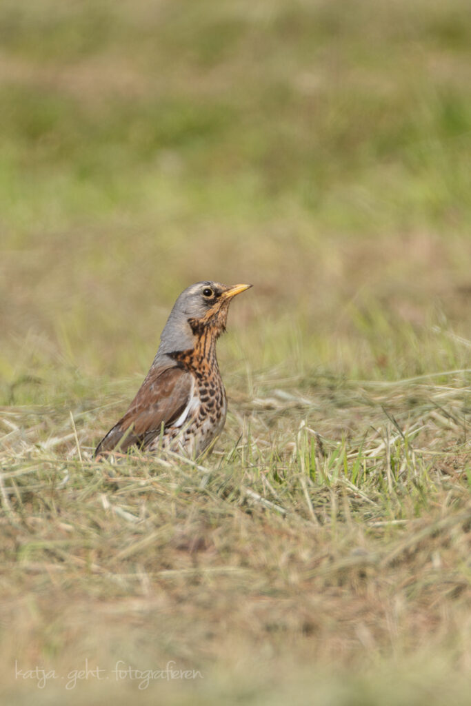 Vogelfotografie - Wacholderdrossel in der gemähten Wiese