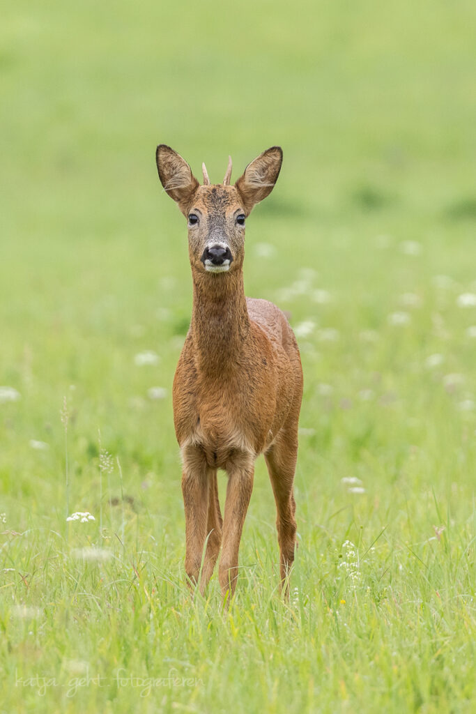 Wildlifefotografie - neugierig schaut der junge Rehbock in meine Richtung.