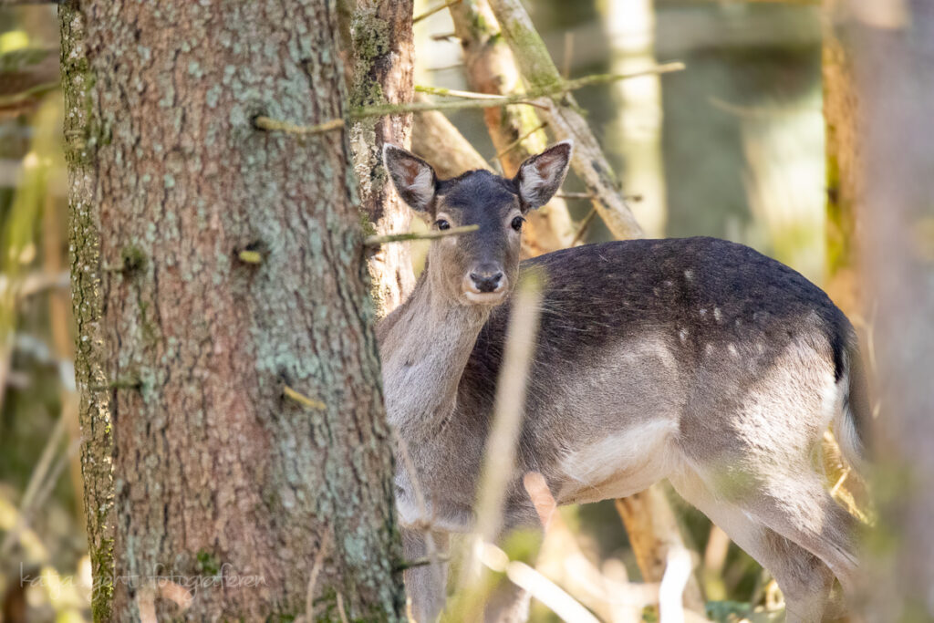 Wildlifefotografie - Damwild im Wald, die Dame musste sich vergewissern das sie was gesehen hat...
