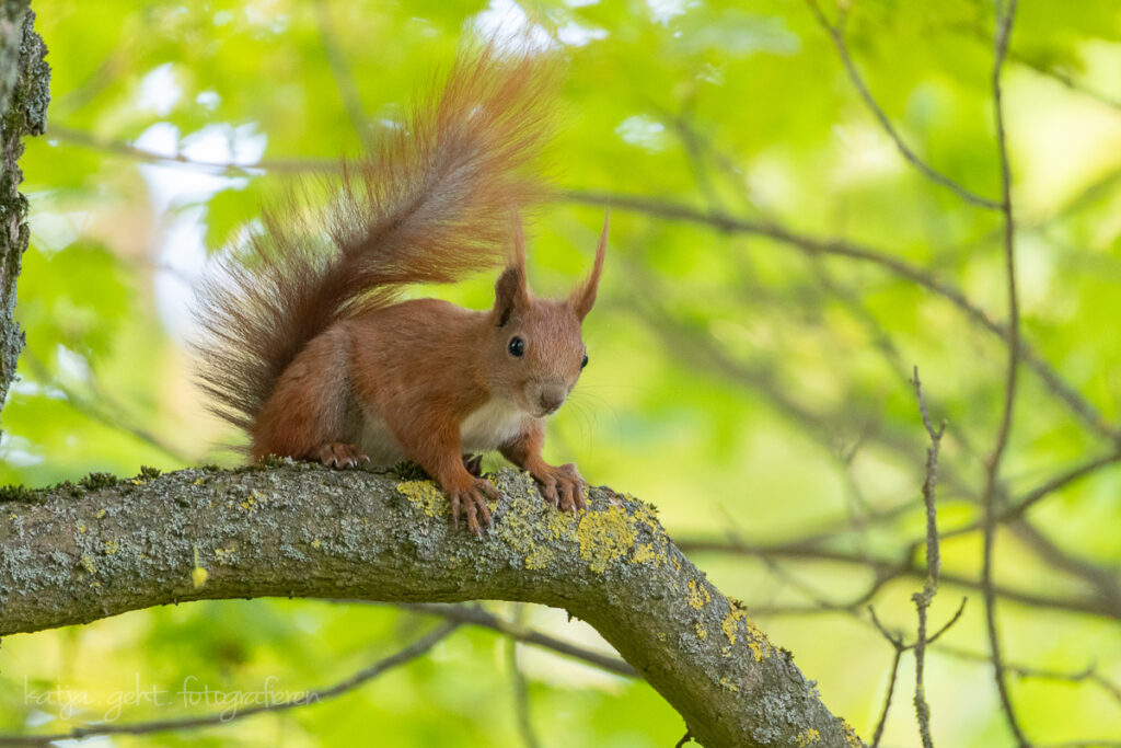 Wildlifefotografie - Eichhörnchen sitzt auf einem Ast und schaut mich an.