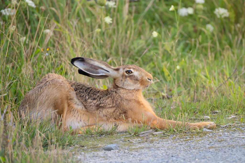 Wildlifefotografie - ein Feldhase liegt entspannt da.
