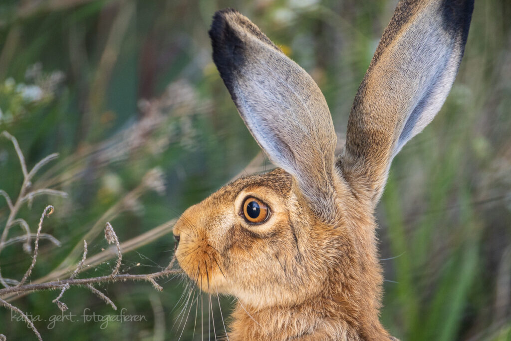 Wildlifefotografie - seitliches Portrait eines Feldhasen, der es sich auf einem Firmengelände gemütlich gemacht hat.