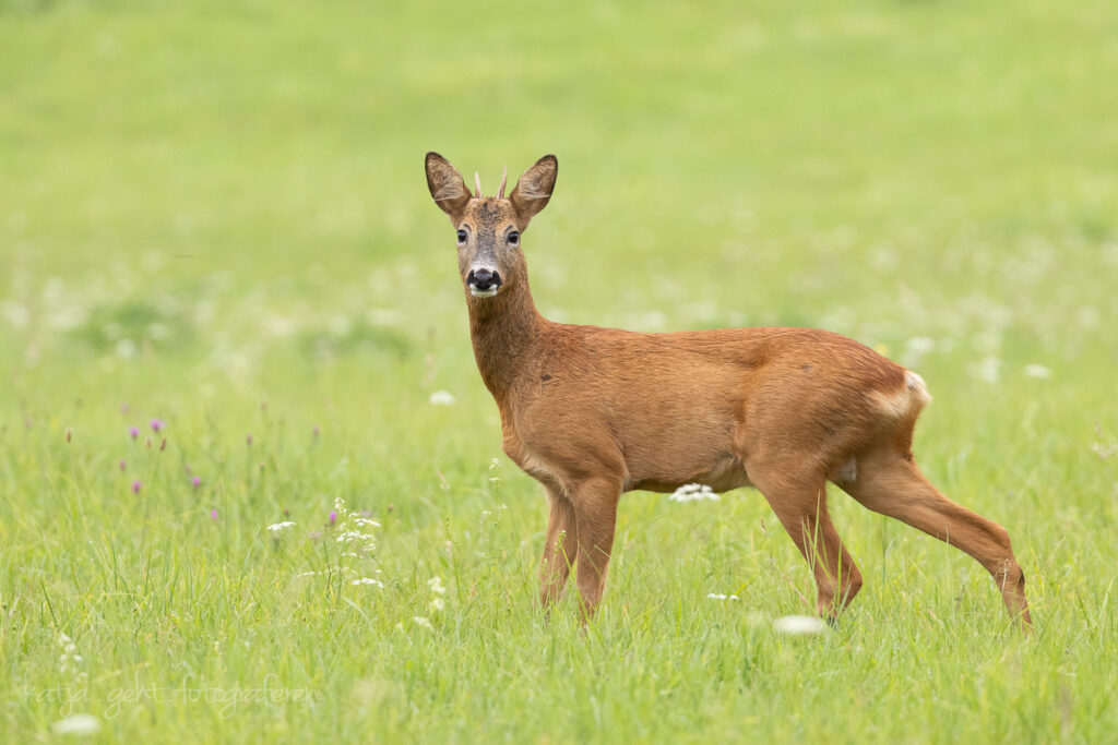 Wildlifefotografie - ein junger Rehbock steht mitten auf der Wiese und schaut mich an.