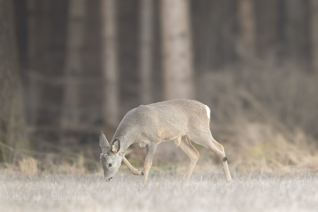 Wildlifefotografie - Junger Rehbock im Winterkleid, die Farben sind trist, und das Futter auch.