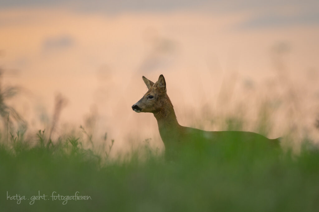 Wildlifefotografie - ein junger Rehbock im rötlichen Licht der aufgehenden Sonne.