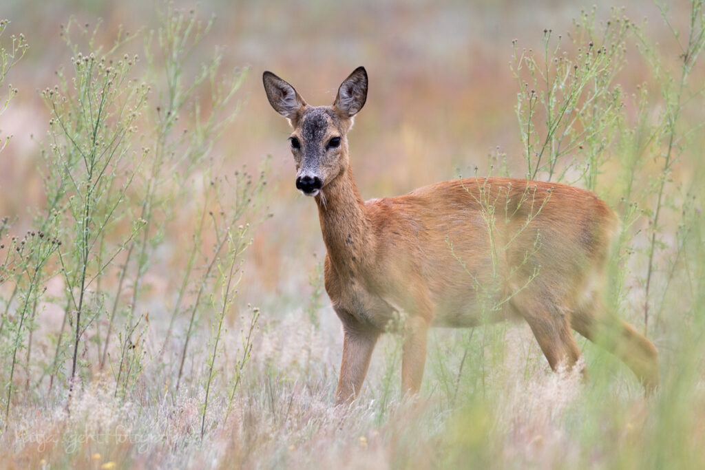 Wildlifefotografie - Ein Reh steht auf der Wiese. Das Gras ist schon mehr braun als grün.