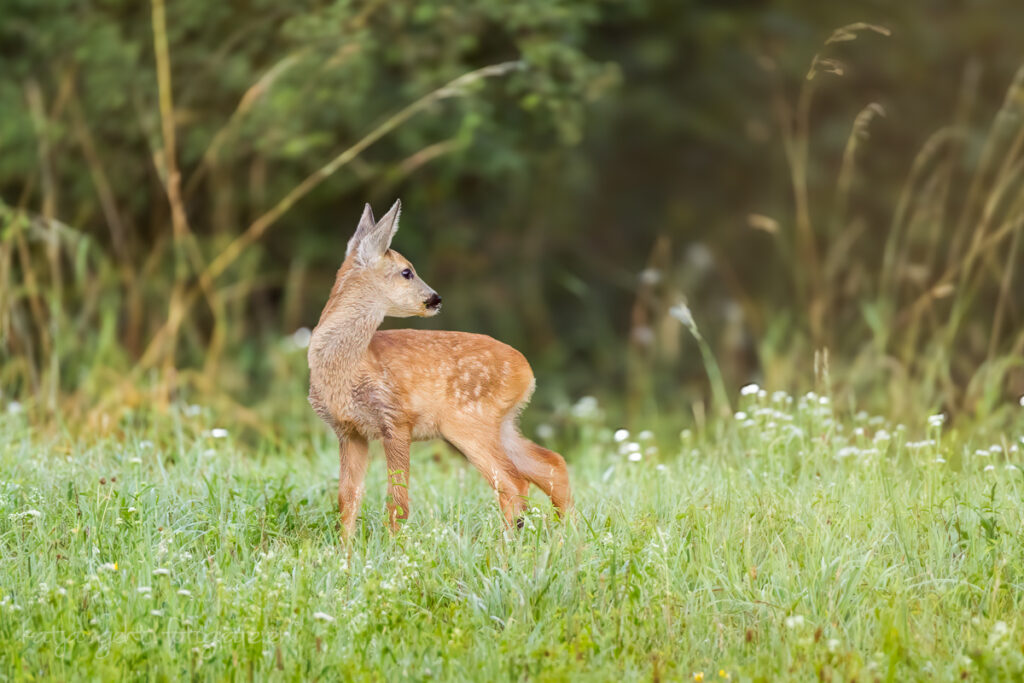 Wildlifefotografie - Ein Rehkitz schaut nach hinten zu seiner Mama.