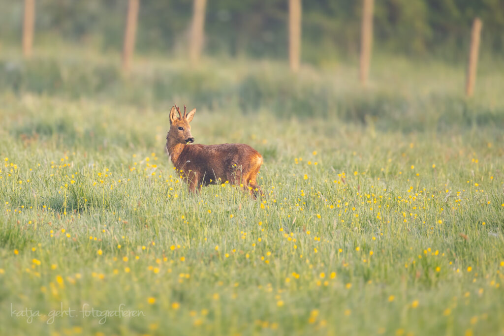 Wildlifefotografie - Ein Rehbock auf der Wiese schaut hinter sich, er hat den Spaziergänger entdeckt.